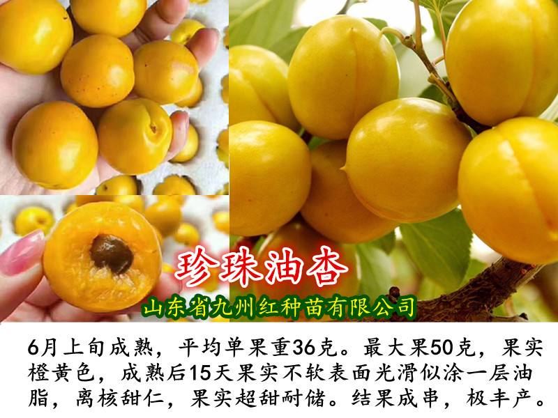 珍珠油杏树苗品种介绍 珍珠油杏树苗批发价格
