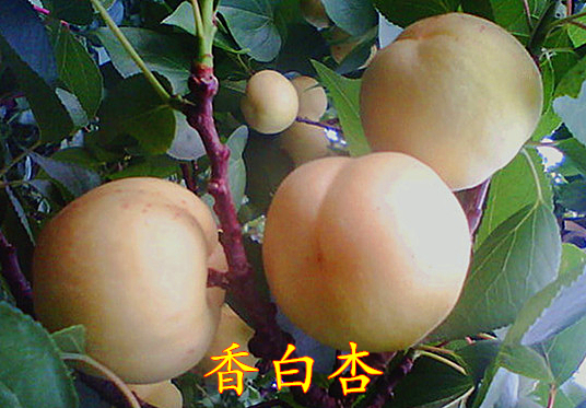 香白杏树苗品种介绍 香白杏树苗批发价格