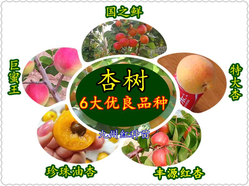 园区杏树苗品种