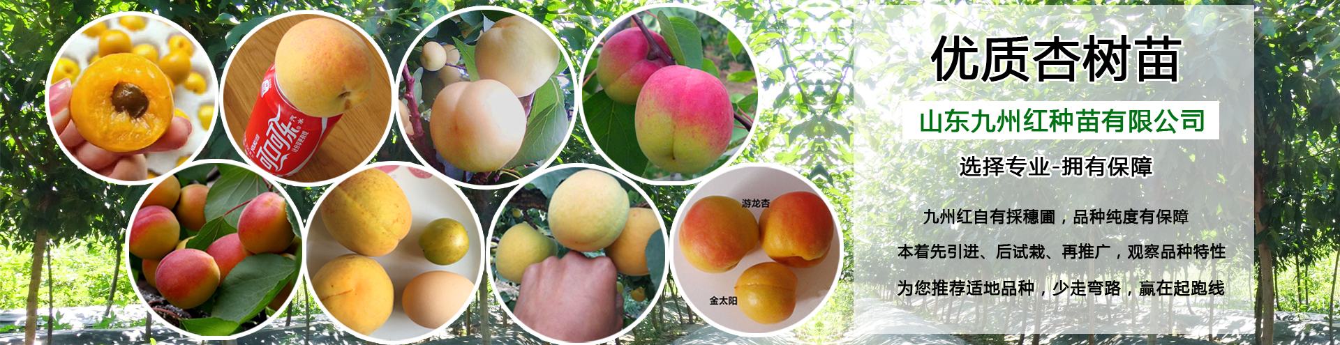杏树苗品种